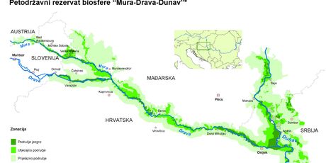 Europska Amazona
