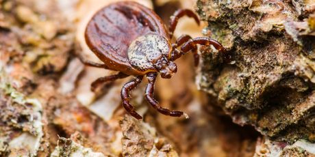 Krpelj (Ilustracija: Getty)