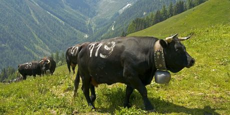 Grimentz - 4