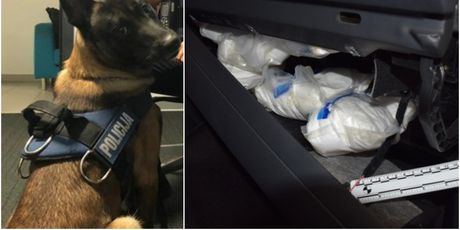 Policijski pas As pronašao 9 kilograma amfetamina u autu (Foto: PUZ)