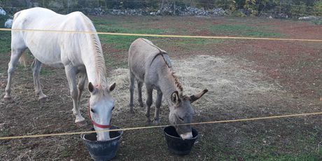 Nestali magarac i kobila (Foto: Dnevnik.hr) - 6