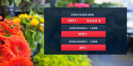 Uvoz cvijeća i svijeća (Foto: Dnevnik.hr)