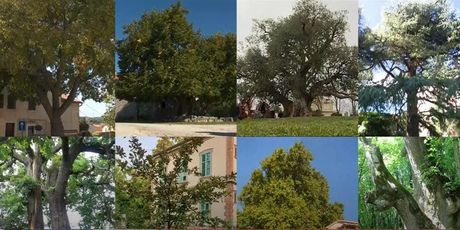 Izbor za hrvatsko stablo godine - 10