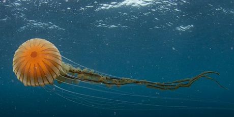 Divovska meduza u akvatoriju Trogira - 1