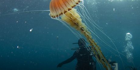 Divovska meduza u akvatoriju Trogira - 2