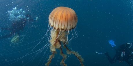 Divovska meduza u akvatoriju Trogira - 3