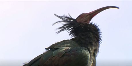 Ćelavi ibis na Grobničkom polju - 3