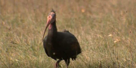 Ćelavi ibis na Grobničkom polju - 4