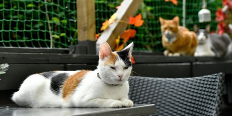 Cat Caffe