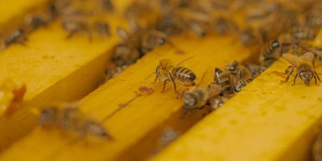 Boris Cahunek bavi se pčelarstvom 10 godina