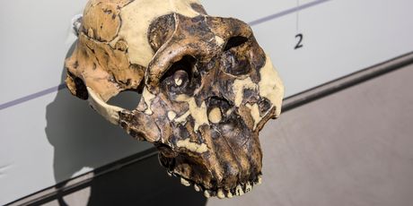 Olduvai - 5