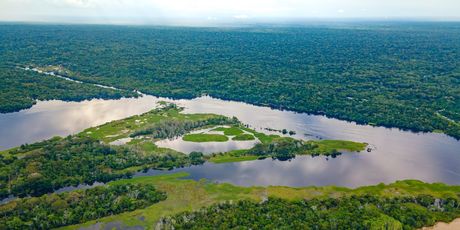 Amazona - 5