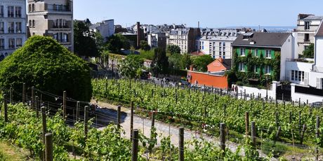 Clos Montmartre - 1