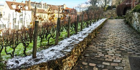 Clos Montmartre - 3