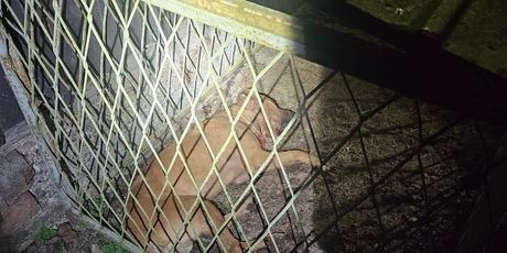 Psi za borbe u Derventi