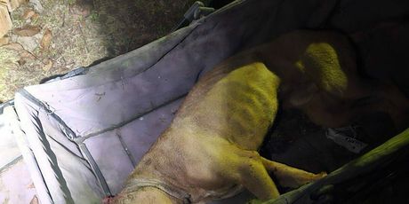 Psi za borbe u Derventi