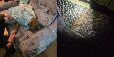 Psi za borbe u Derventi