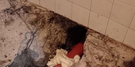 Štakori u stanu u Zagrebu - 5