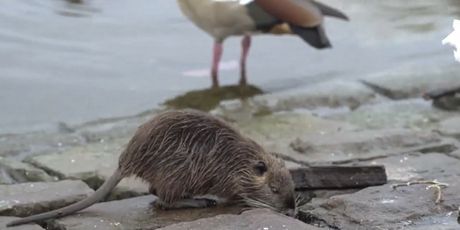 Opet problemi s glodavcima - 2