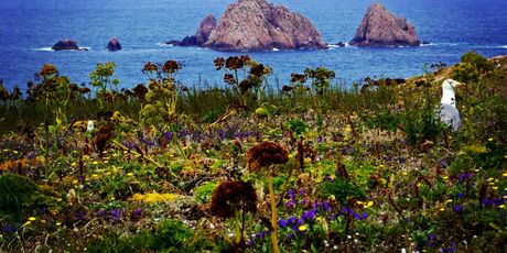 Berlengas - 4