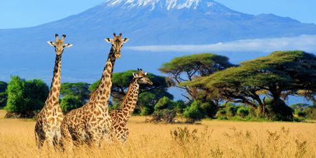Kenija, safari