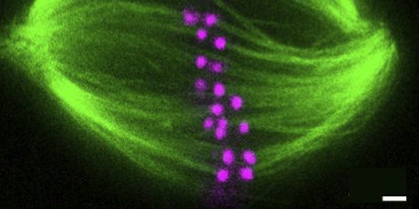 Diobeno vreteno (Foto: IRB)