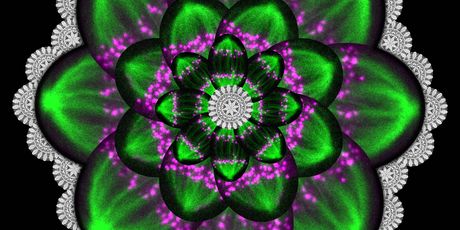 Naslovnica (Foto: IRB)