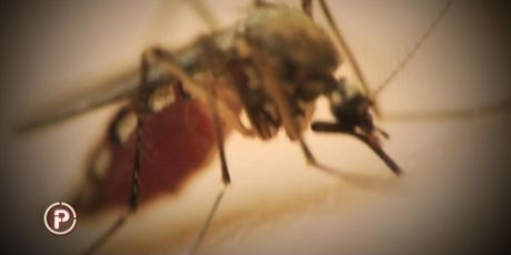 Provjereno donosi bizarnu priču o dirofilariozi - bolesti čiji su prijenosnici komarci (Foto: Provjereno) - 2