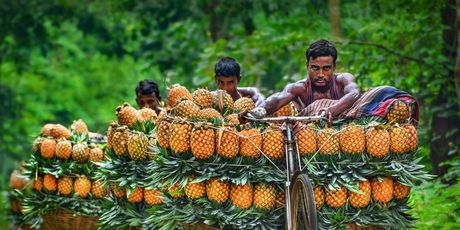 Biciklima se ananas prenosi na tržnice