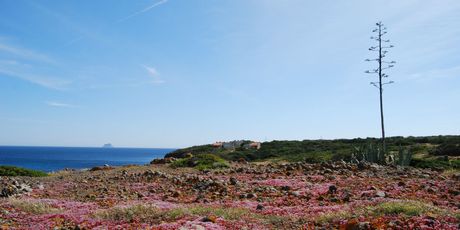 Prekrasni otok