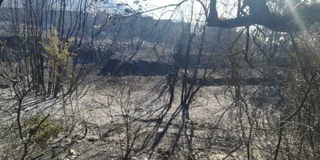 Pelješac dan nakon velikog požara (Foto: dnevnik.hr) - 4