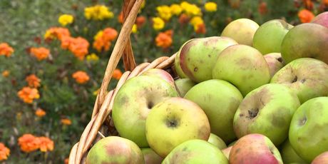 Sezona jabuka u punom jeku (Foto: Dnevnik.hr)