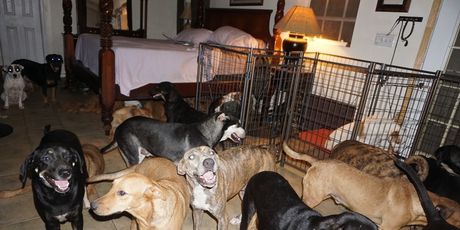 Psi u kući Chelle Phillips (Foto: Chella Phillips/Voiceless Dogs of Nassau) - 1