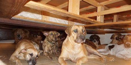 Psi u kući Chelle Phillips (Foto: Chella Phillips/Voiceless Dogs of Nassau) - 2