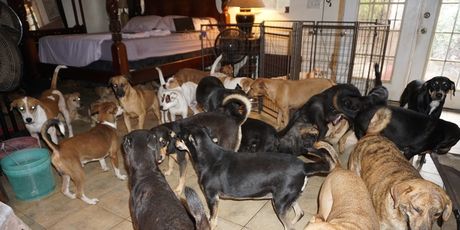 Psi u kući Chelle Phillips (Foto: Chella Phillips/Voiceless Dogs of Nassau) - 3