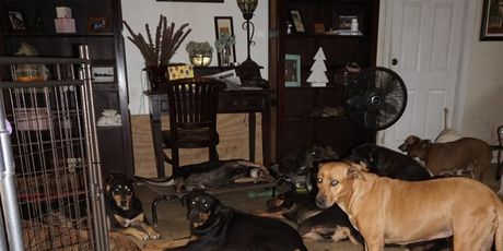 Psi u kući Chelle Phillips (Foto: Chella Phillips/Voiceless Dogs of Nassau) - 4