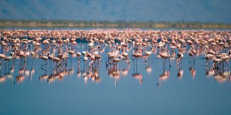 Jezero Natron, Tanzanija - 5