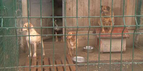 Psi iza ograde (Foto: Dnevnik.hr)