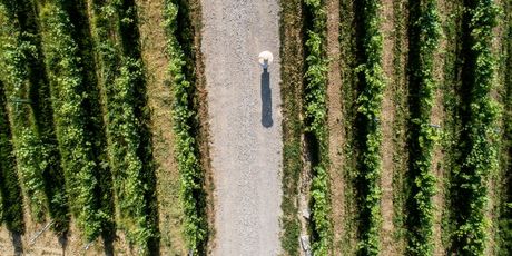 Hrvatska vinska priča u finalu natjecanja američkog Wine Spectatora - 3