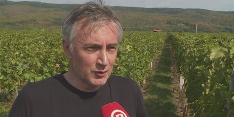 Miroslav Škoro u vinogradu (Foto: Dnevnik.hr)