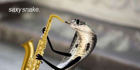 Smiješne zmije (Foto: boredpanda.com) - 27
