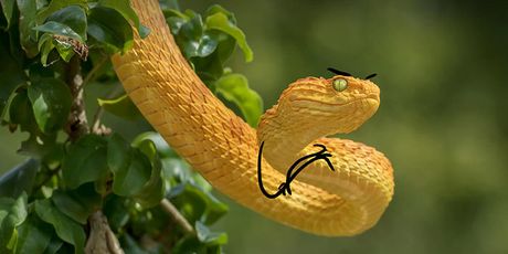 Smiješne zmije (Foto: boredpanda.com) - 29