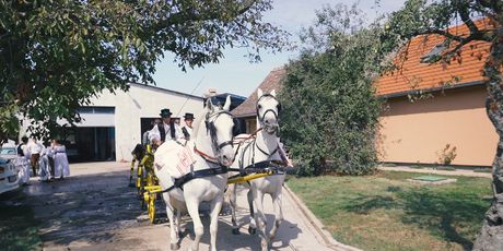 Kola i konji spremni su za Vinkovačke jeseni