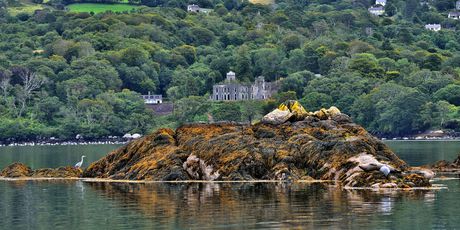 Sheep\'s head - 1