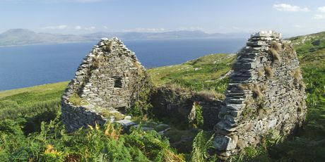 Sheep\'s head - 2