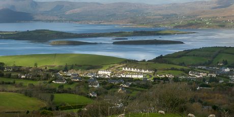 Sheep\'s head - 3