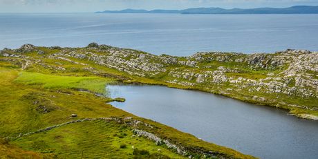 Sheep\'s head - 4