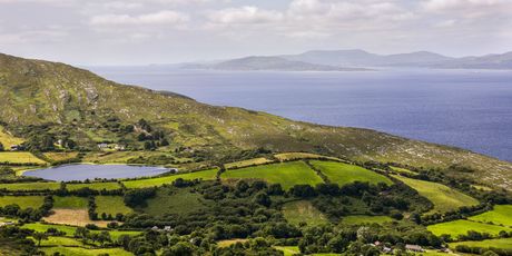 Sheep\'s head - 5