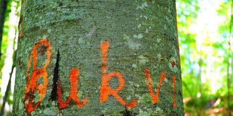 Bukva - 5