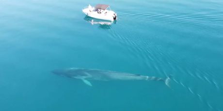Istraživači dronom snimili velikog kita u Jadranu - 1